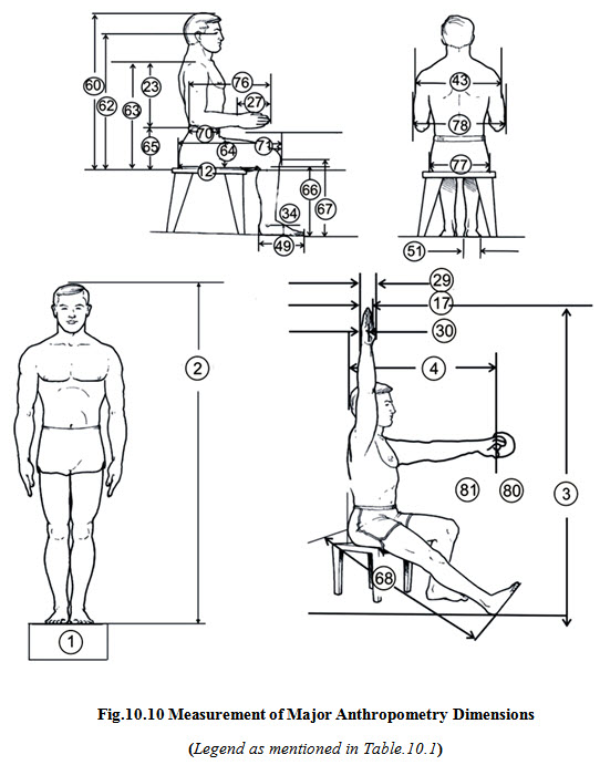 HE&S: Lesson 10. ANTHROPOMETRY